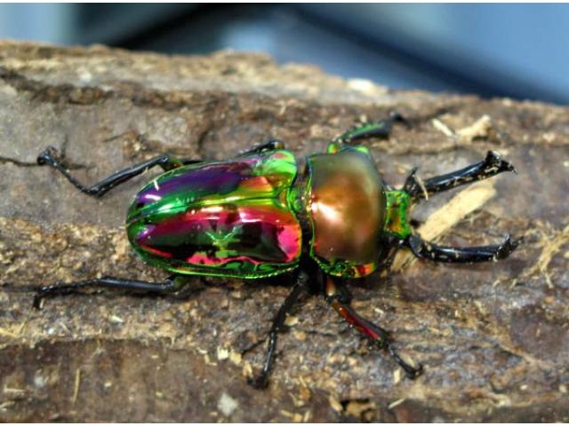 カブトムシ クワガタワールド アクセス イベント情報 じゃらんnet