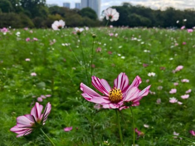 浜離宮恩賜庭園 コスモスの開花 アクセス イベント情報 じゃらんnet