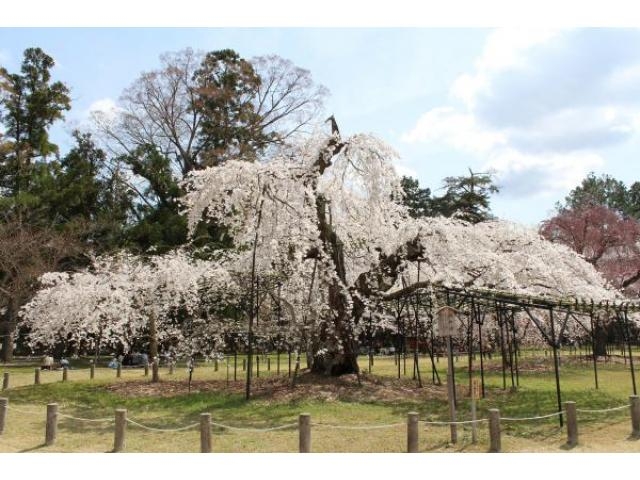 賀茂別雷神社 上賀茂神社 の桜 アクセス イベント情報 じゃらんnet