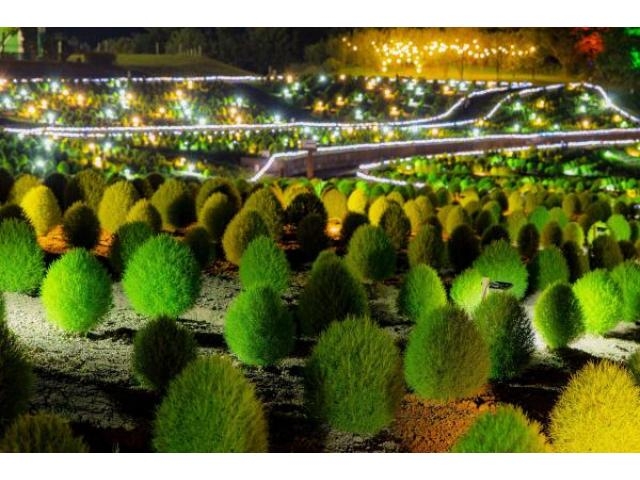 まんのう公園 コキアライトアップほのか アクセス イベント情報 じゃらんnet