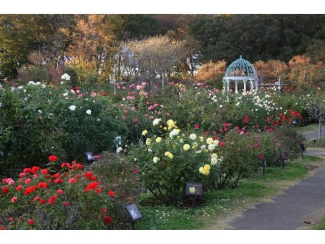 京成バラ園の秋バラ アクセス イベント情報 じゃらんnet
