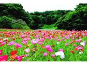 くりはま花の国　ポピーまつりの写真1