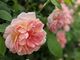 ASO MILK FACTORY（はな阿蘇美）　春のバラの開花の写真2