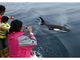 知床ネイチャークルーズ　イルカ・クジラ＆バードウォッチングの写真3