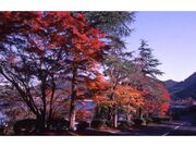 藺牟田池県立自然公園の紅葉の写真1