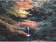 犬鳴山の紅葉の写真1
