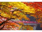 香嵐渓の紅葉の写真1