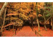地蔵院の紅葉の写真1