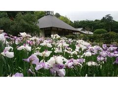 常高寺　ハナショウブの開花の写真1