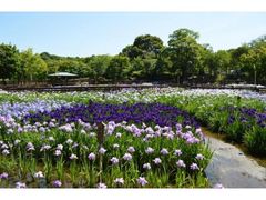 山田池公園　花しょうぶ園開園の写真1
