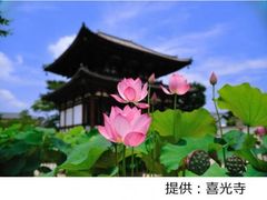 奈良・西ノ京ロータスロード～蓮と歴史を楽しむ旅～の写真1