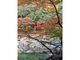 長門峡の紅葉の写真2
