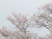 アクセルゼンカイさんの雁巻堤の桜への投稿写真1
