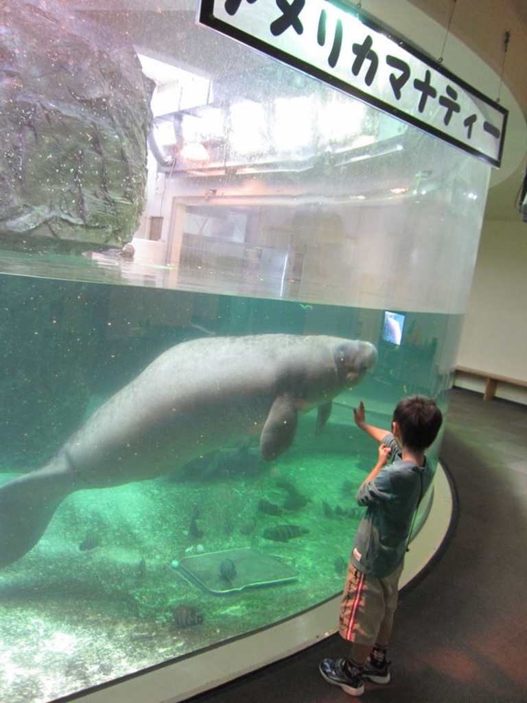 イルカショーが笑える 侍でした 笑 新屋島水族館の口コミ じゃらんnet