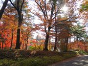 さぼさんの武蔵丘陵森林公園内花木園への投稿写真1