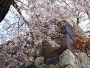 こぼらさんの松江城山公園の桜への投稿写真1