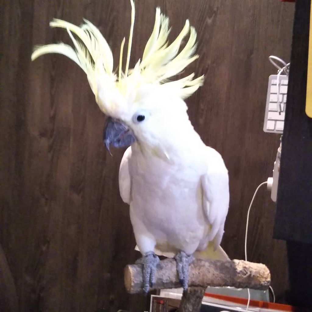 オウムのカフェ Freakの口コミ一覧 じゃらんnet