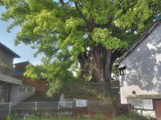 sklfhさんの十五社の樟樹への投稿写真1