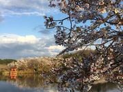 上野池の写真2