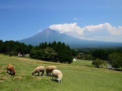 まかいの牧場