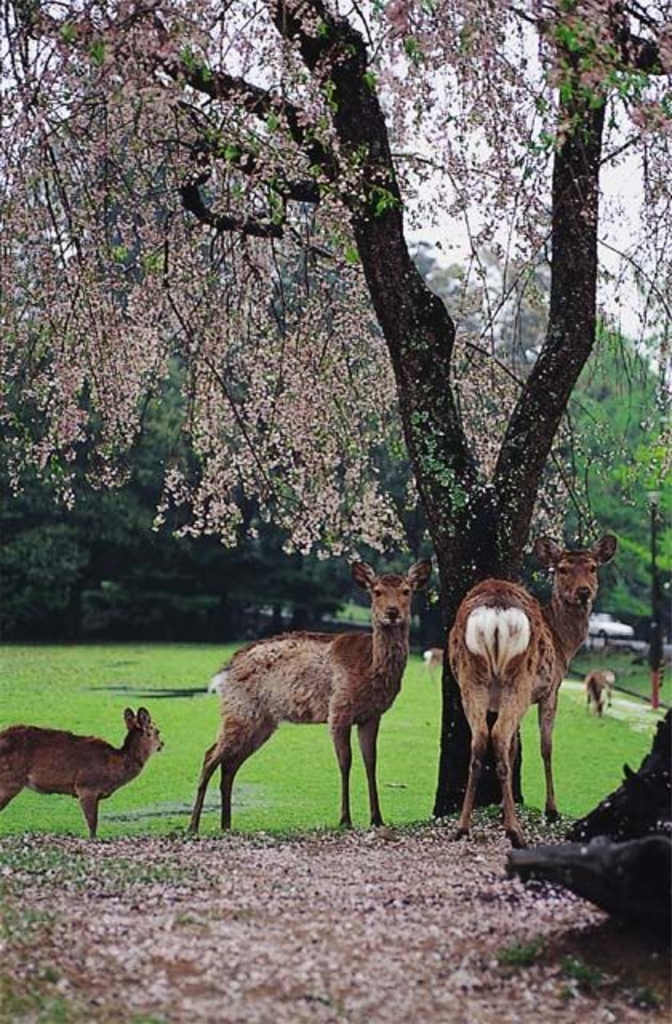 奈良公園の桜