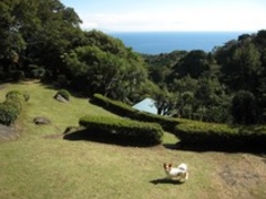 伊豆マウンテンドッグラン（てっぺんからは大島や海が一望できる！）