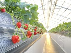 OBLADI strawberry farm