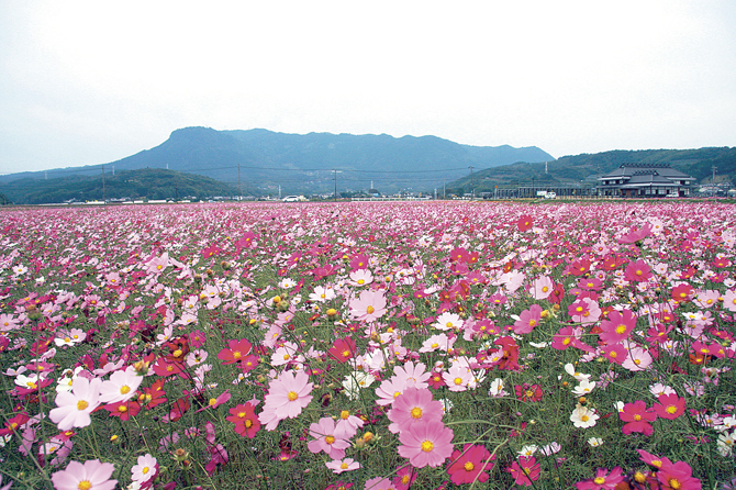 九州 100万本のコスモス畑 入園無料で 秋の季節を満喫 じゃらんニュース