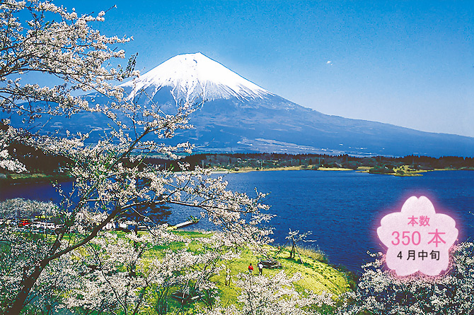 富士山と桜をいっぺんに眺めよう お得な気分になれる桜名所9選 関東 じゃらんニュース