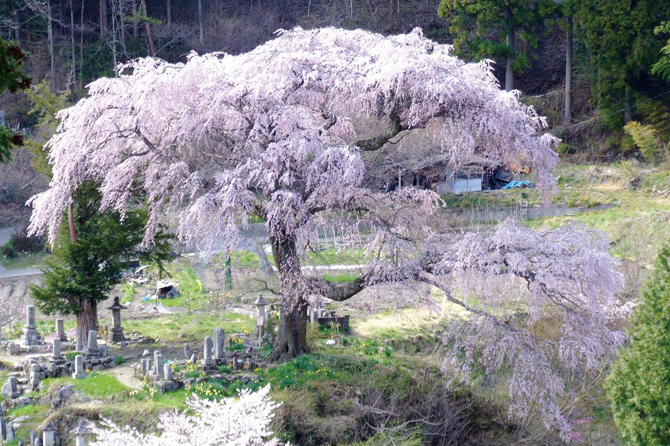 桜の見ごろはこれから♪昼神温泉で遅咲き桜ドライブ【長野】｜じゃらんニュース