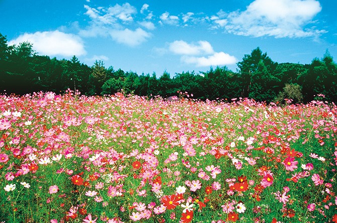 絶景広がるピンクのお花畑にキュン 関西のコスモス畑6選 じゃらんニュース
