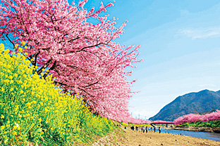 関東 桜祭りにひなまつり 3月に行われる注目早春イベント6選 じゃらんニュース