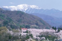 まるで桜の雲！桜名所・高遠城址公園の見どころ＆混雑回避まとめ【長野】
