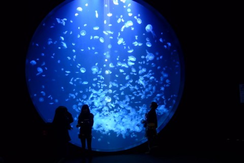 インスタ映え抜群 クラゲのいる水族館10選 幻想的なくらげにうっとり じゃらんニュース