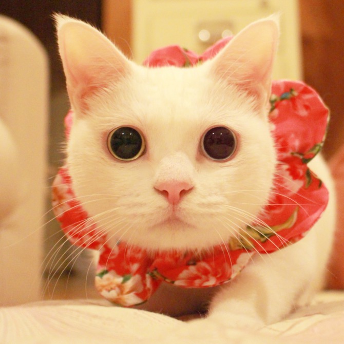 にゃんにゃんにゃんで2月22日は猫の日　ネコ好きさん必見の東京都内ネコイベント５選