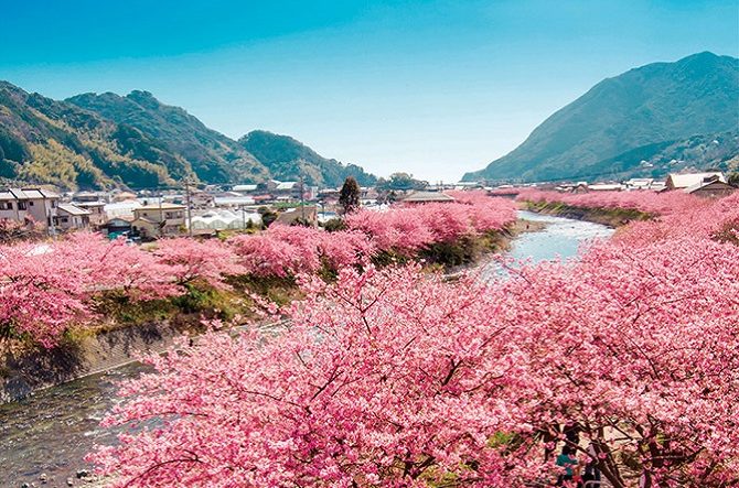 春を先取り 名所を巡る 梅 と 桜 の花見旅18 全国 見頃 周辺情報も じゃらんニュース