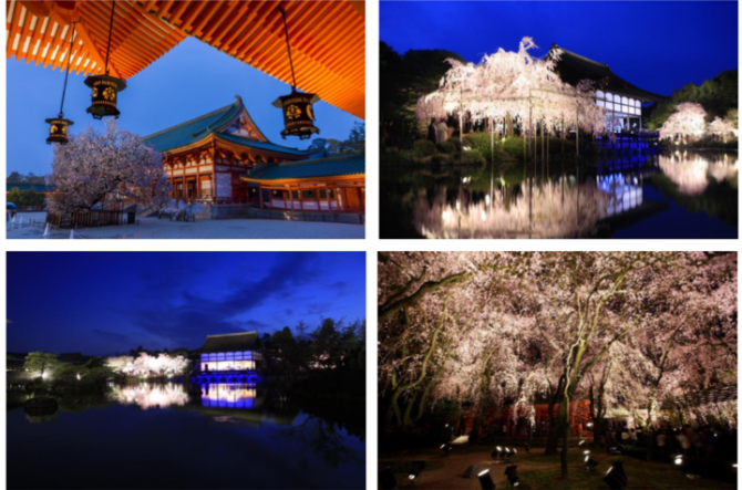 京都 フォトジェニックな夜桜と音楽のコラボ 平安神宮紅しだれコンサート18 じゃらんニュース