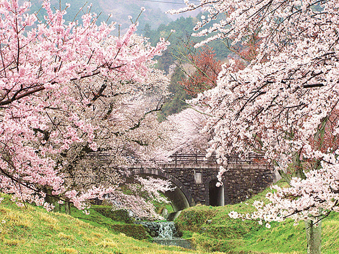 【東海】2022年桜まつり＆花見イベント14選！見頃をチェック