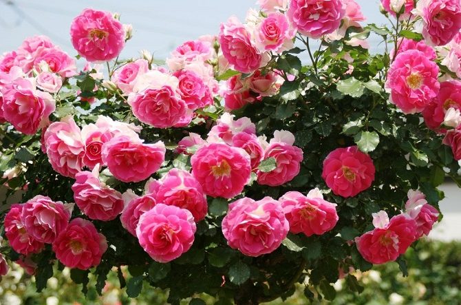 全国 バラ園 ローズガーデン30選 華やかで美しいバラを見に行こう じゃらんニュース