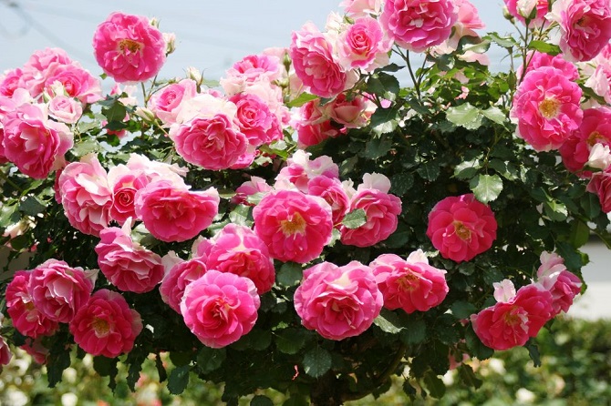 全国 バラ園 ローズガーデン30選 華やかで美しいバラを見に行こう じゃらんニュース