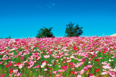 かわいい ピンクの絶景に包まれる この秋行きたいお花畑4選 広島 世羅 じゃらんニュース