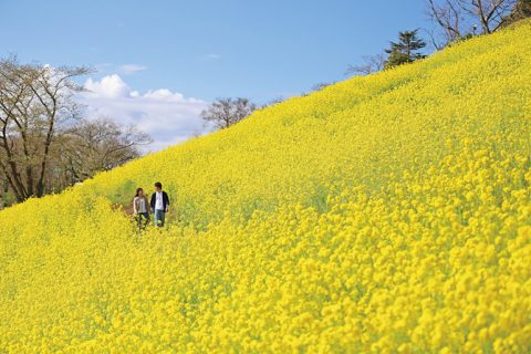 関東 2月3月見頃の花絶景10選 美しいお花畑で春を先取り 2020 じゃらんニュース