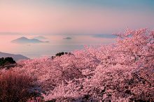 【2020】中国・四国の「桜絶景」スポット20選。名所から穴場、開花時期・見頃情報も