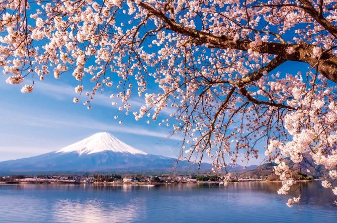 美しい「富士山と桜」が眺められる絶景スポット4選！2020年見頃情報も【山梨・静岡】