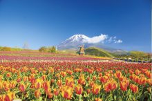 「花と富士山」の絶景6選！色鮮やかな春の景色を満喫【山梨・静岡】