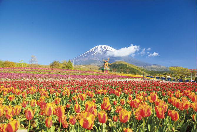 花と富士山 の絶景6選 色鮮やかな春の景色を満喫 山梨 静岡 じゃらんニュース
