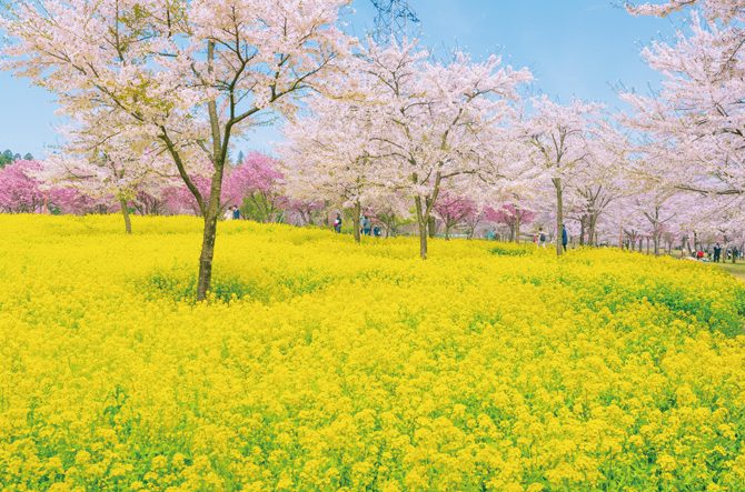 関東近郊 感動の花絶景スポット31選 菜の花畑やチューリップ 桜トンネルも 2 じゃらんnet