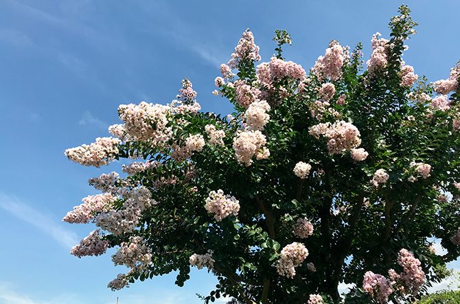 よく見かける 夏の花 の名前6選 散歩や通勤で花を愛でよう 関東近郊 じゃらんニュース