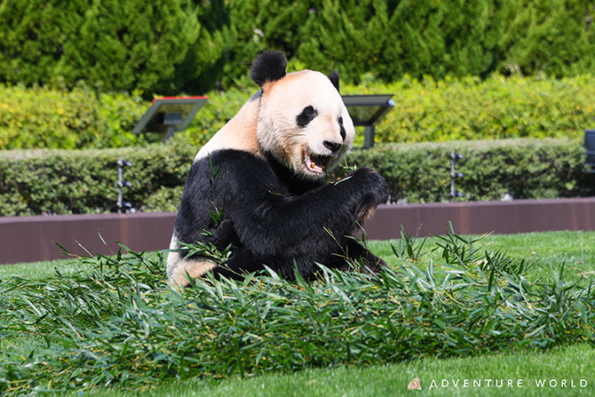 日本 ジャイアントパンダがいる動物園まとめ 愛らしいパンダに会いに行こう じゃらんニュース