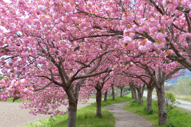 桜の種類 品種はいくつある 名前や開花時期 見られる場所など画像付きで紹介 じゃらんニュース